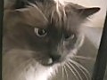 Great,  Funny Video of My Cat.
