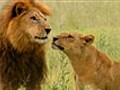 Male Lions Vs. Female Lions