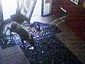 Raw Video: Deer Crash Through Ale House