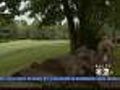 Coyotes Attack Little Girl In Westchester