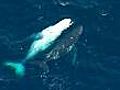 Whale watchers delight in Australia