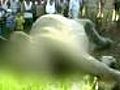 West Bengal: Elephants killed by speeding train