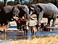 African Adventure - Elephants