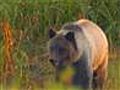 Grizzly bear kills hiker in Yellowstone