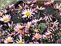 Growing Hardy Chrysanthemums