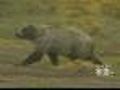 Bears Captured After Deadly Attack