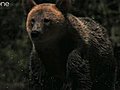 Slow motion of bear shaking water.