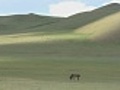 Solitary Horse Grazing On Mongolian Steppe