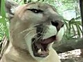 COUGAR Species Spotlight