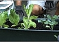 September Garden Tips - Plant Cool Season Vegetables