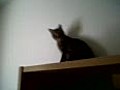 My cat