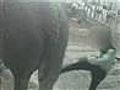 Apparent abuse to elephant enrages public