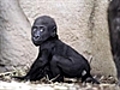 Baby Gorilla &#039;Fuzu&#039;