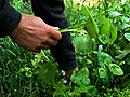 What Is Miner’s Lettuce?