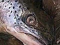 Gene-Modified Salmon Nears Approval