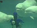 Beluga Whales create Bubble rings