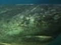 American Shark: Greenland Shark Hits Sub