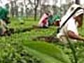 Assam tea workers complain of low hike in daily wage