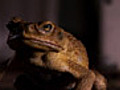 Cane Toads