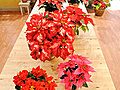 Poinsettia Glossary