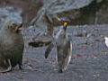 Seals hunting penguins