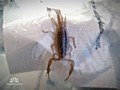 Scorpion bite=4,000 frequent flier miles