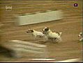 Double salto lors d’un chien de course