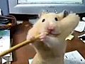 Hamster_Can_t_Eat_Pencil