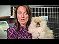 All Creatures Animal Hospital - Rabbits - Amherst NY