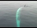 Twirling Finback Whale Dives Under Tour Boat
