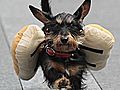 Oktoberfest Weiner Dog Races