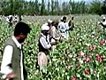 Poppies as a weapon in Afghanistan