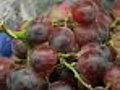 Berries Could Help Prevent Parkinson’s