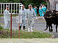 但馬牛の種牛「避難」　兵庫県、分散して飼育