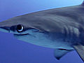 Great Hammerhead Encounter               // video added March 23,  2010            // 0 comments             //                             // Embed video: