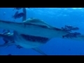 Surprenants Requins Marteaux