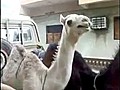 Ticklish Camel