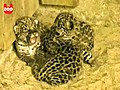 Leopard Cubs