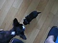 初めての犬部屋