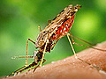 Malaria: Hot Times for a Bad Disease