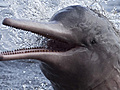 Amazon Dolphins in Danger