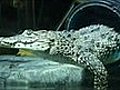 Play Rare crocodiles snap at London move