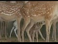 Rare birth of white deer in China