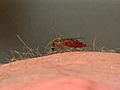 Travelers warned of Dengue Fever