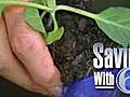 Grow-your-own to save on vegetables