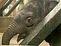 Newborn elephant steps out in Singapore