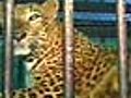 Ratan Tata to pay for leopard’s treatment