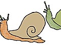 Snail Male