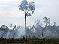 Lutte contre la déforestation