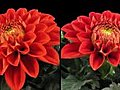 Time-lapse Blooming Red Dahlia 6d Isolated Black Two Synchronised Cameras Stock Footage